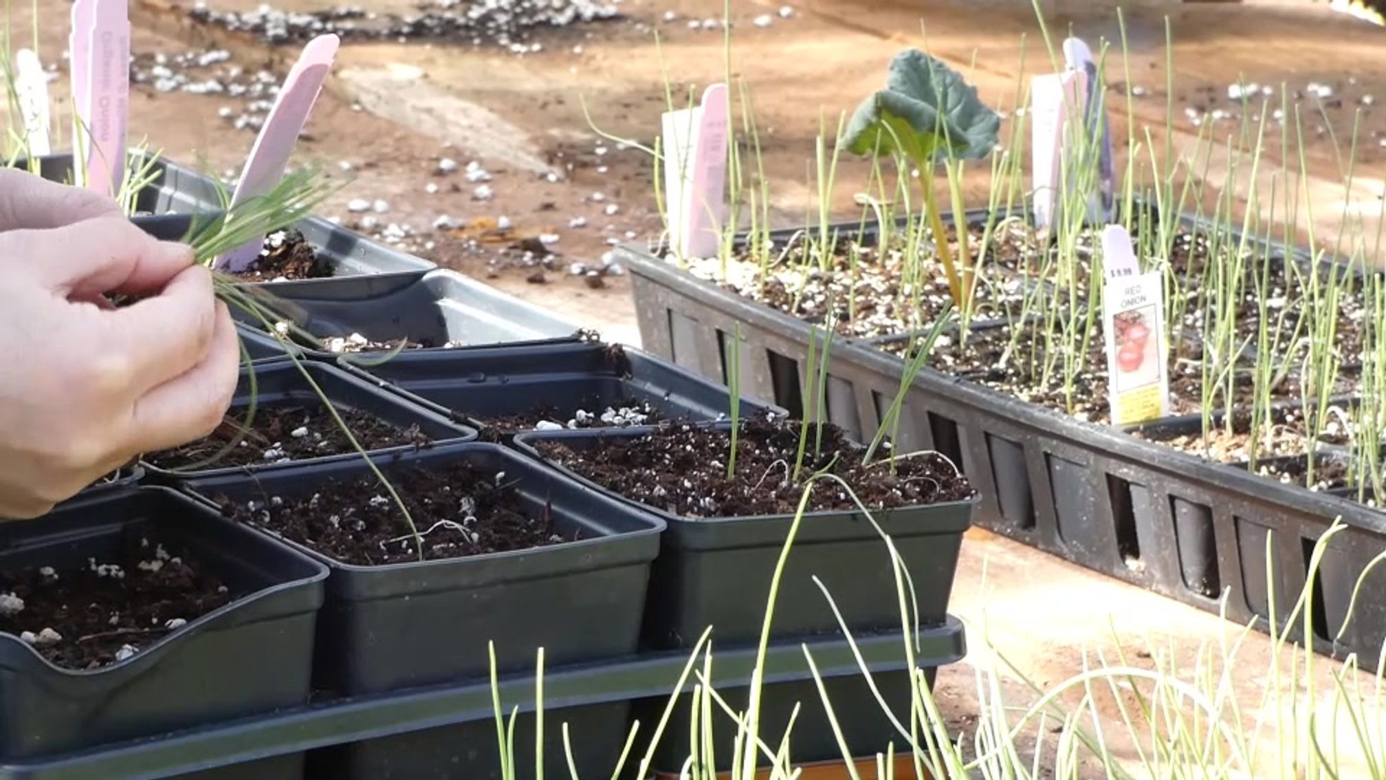 Sowing, Cutting & Growing Onions